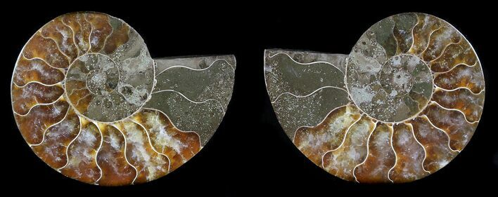 Sliced Fossil Ammonite Pair - Agatized #35620